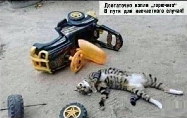 Картинки с надписями и котами
