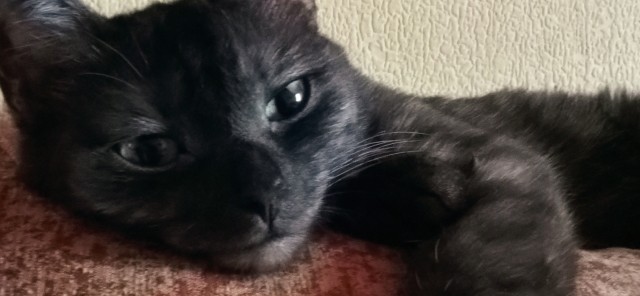 Мои личные котейки к котовторнику!