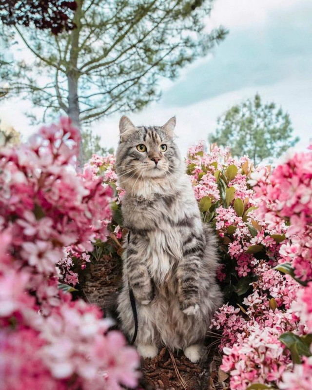 Разные котики