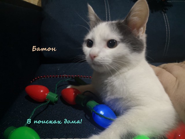 Жизнь домашнего приюта "Котоленд" 316