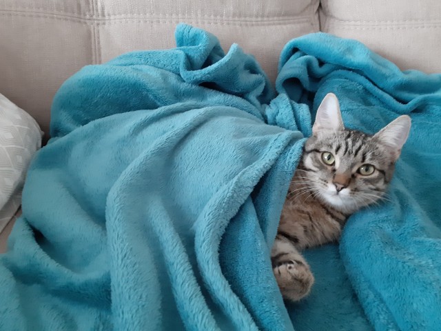 Котовторник