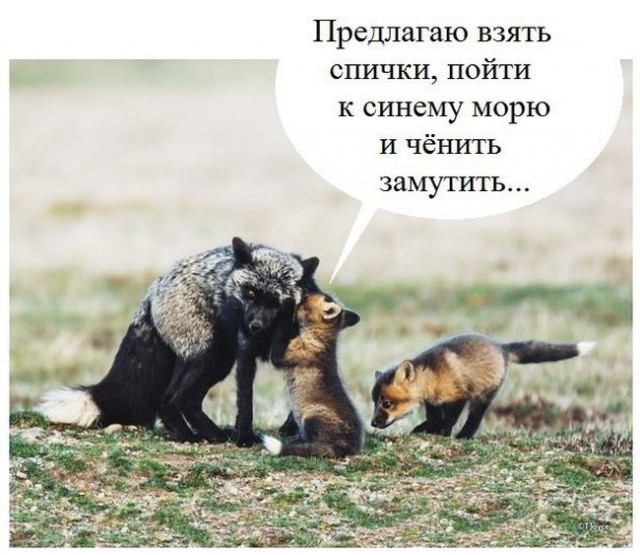 Забавные и веселые картинки