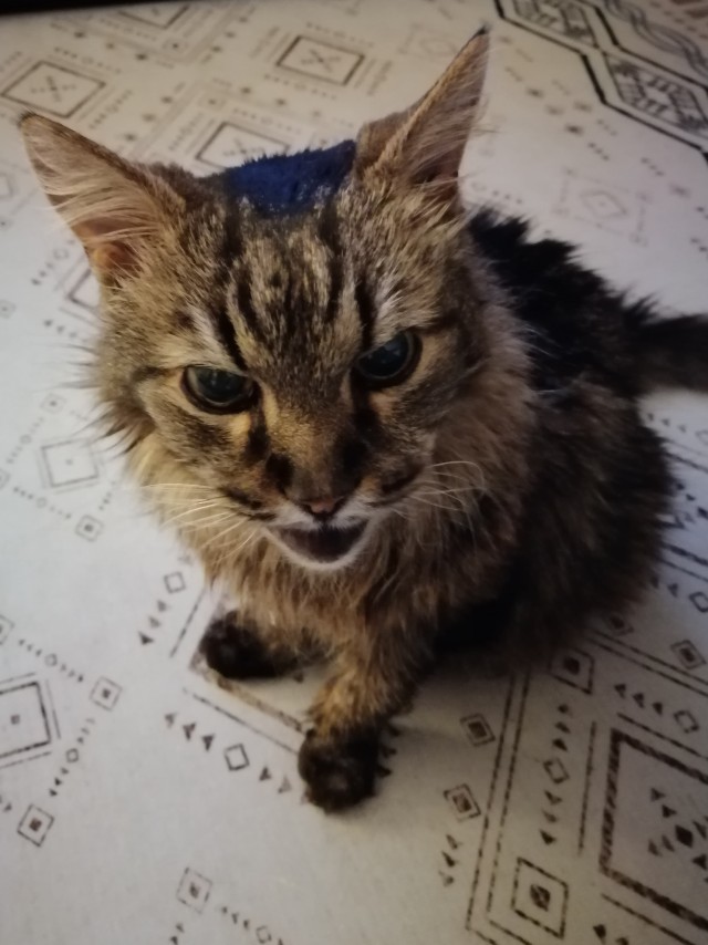 Котовторник! Пара фоток суровых котов.