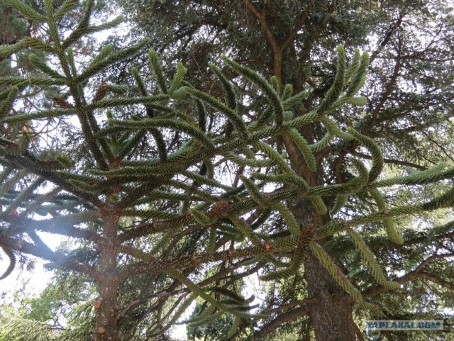 Южный берег Крыма