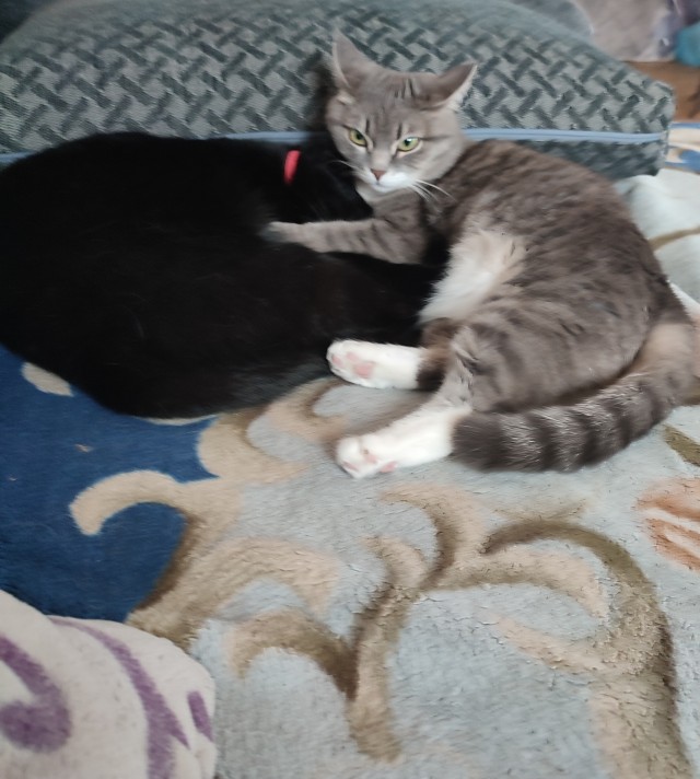Котовторник 17.01.23