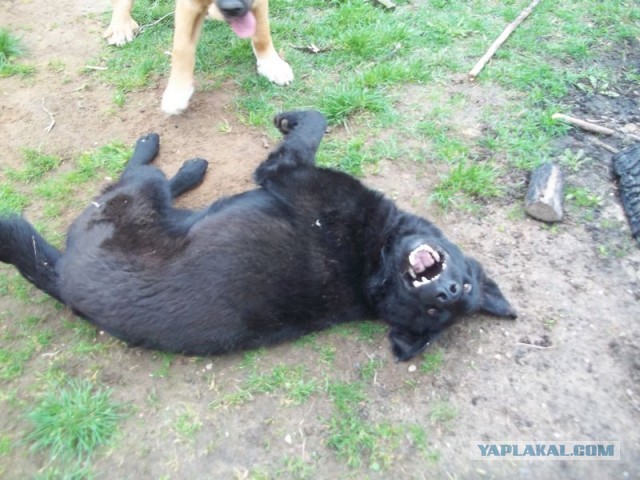 Жизнь домашнего приюта для котеек 442