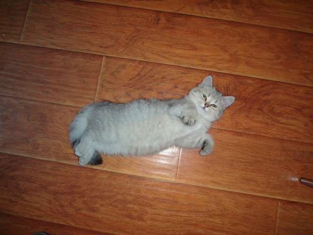 Котовторник