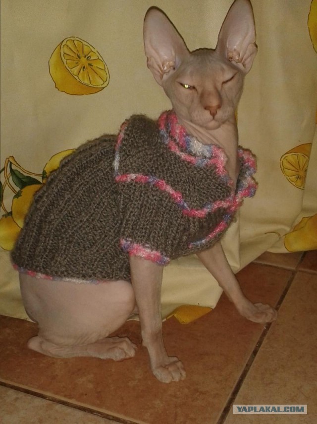 Котовторник 16.04.2013