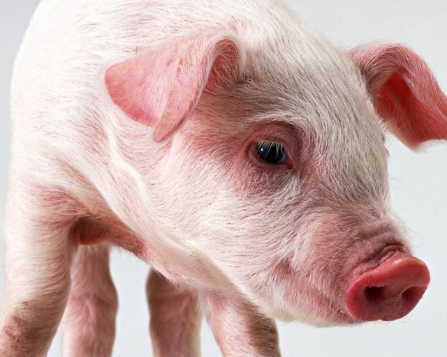 10 обычных вещей, которые могут стать оружием