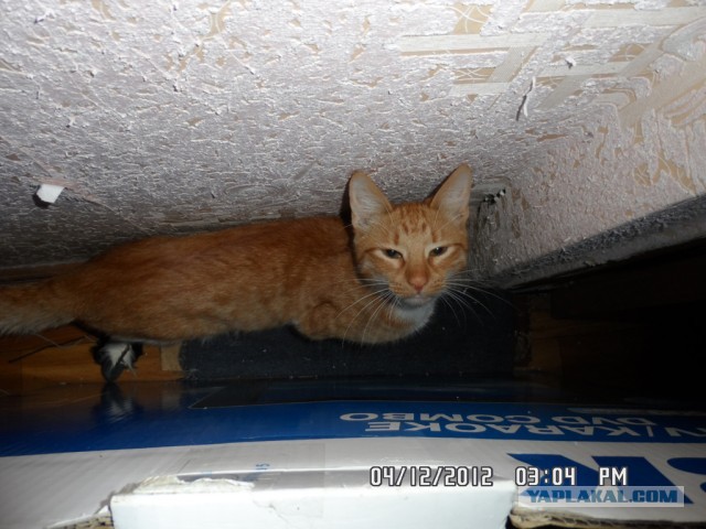 Котовторник 23.04.2013