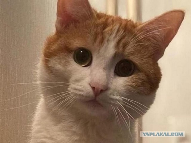 Проводница разлучила хозяина с котом