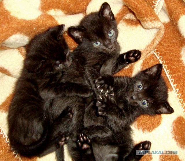 Котовторник 21.05.2013