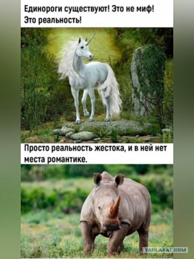 Весёлый полтишок 10.07.24