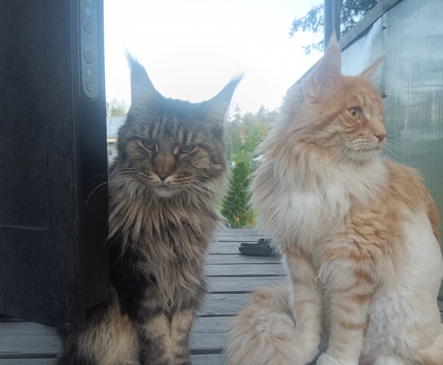 Котовторник же!