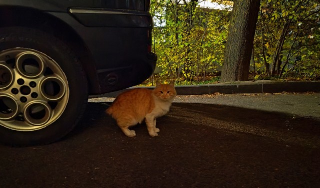 Котовторник 05/11/2024