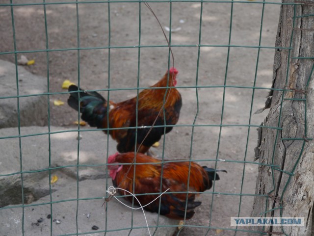 Остров Искья, Италия.