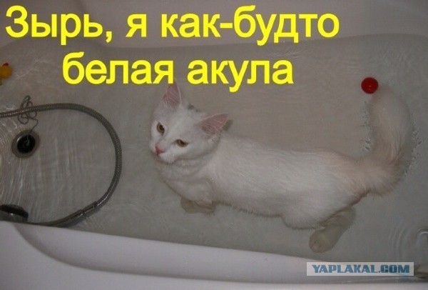 Хвастунишки