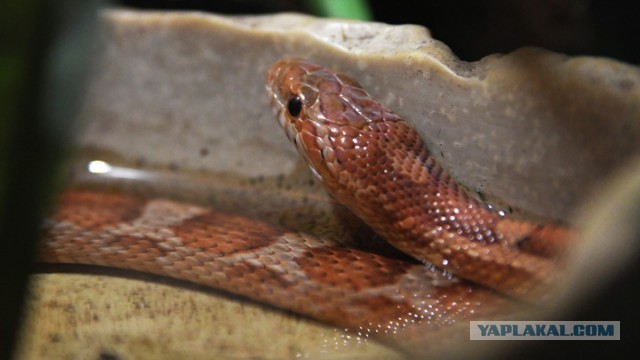 Baza: москвичка во время завтрака обнаружила на ноге живую змею