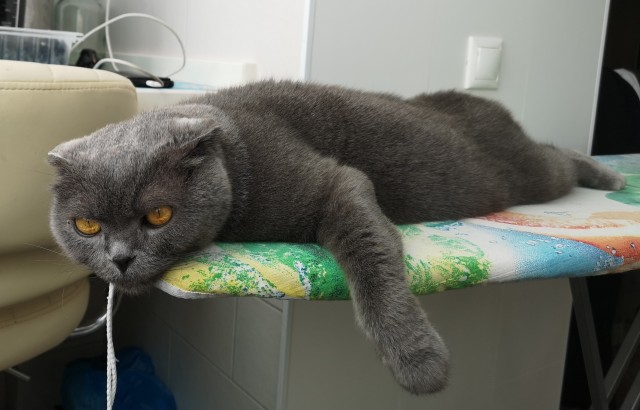 Совпало с котовторником.