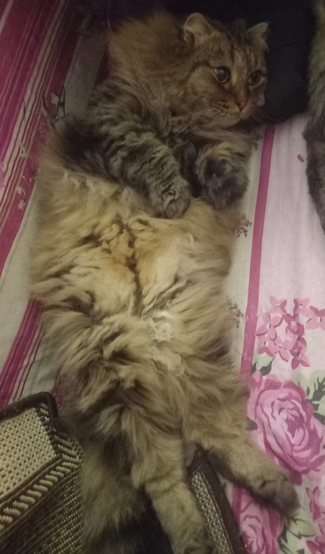 Котовторник