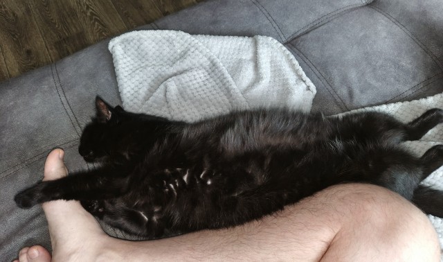 С котовторником!