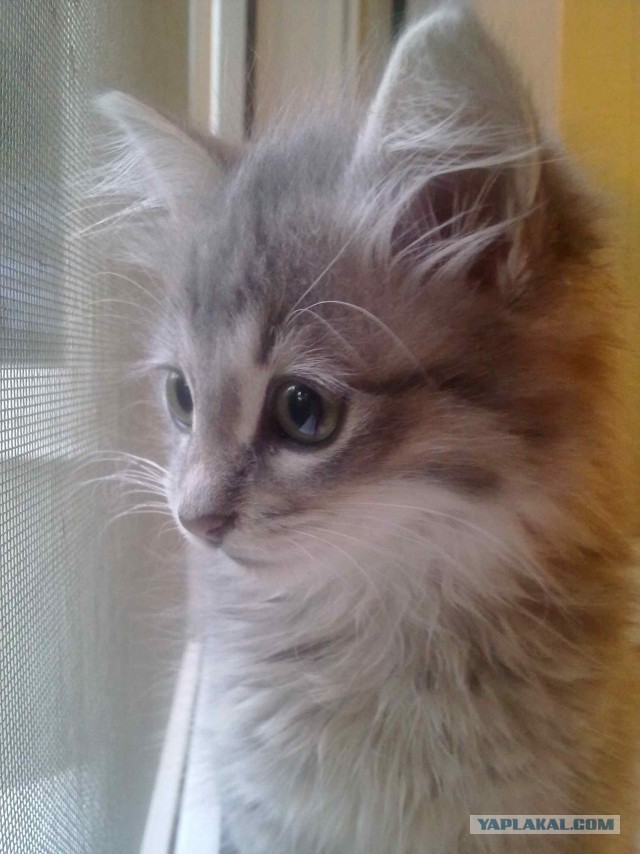 Спасение Котенка