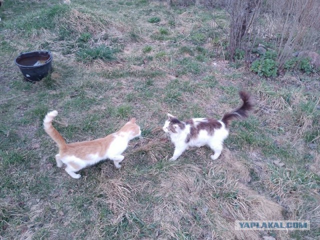 Жизнь домашнего приюта для котеек 576