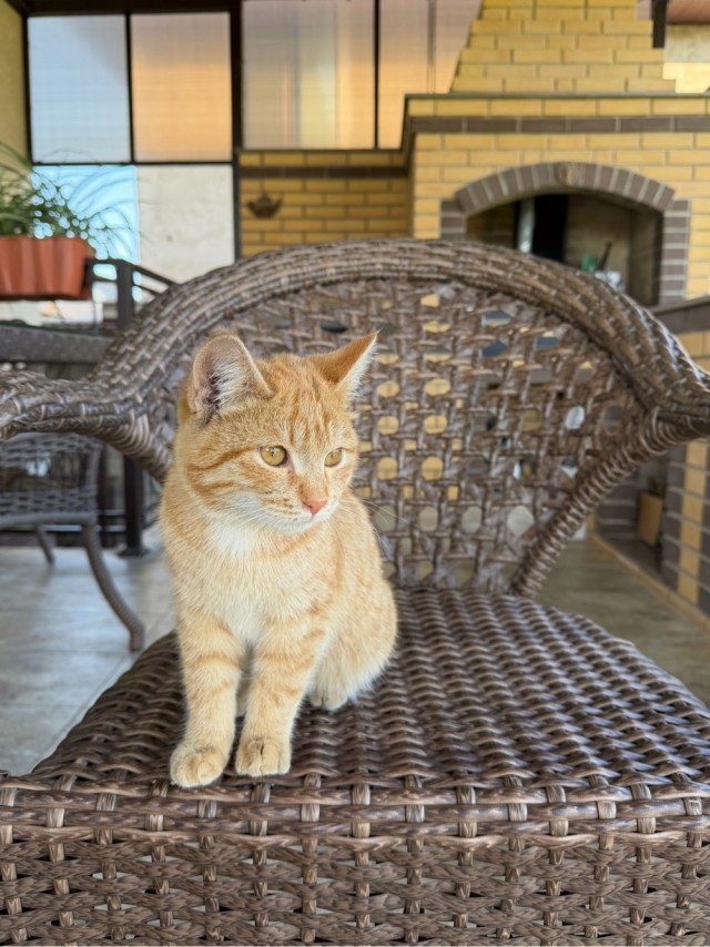 Без паспорта, без имени, погремуха «Ржавый»