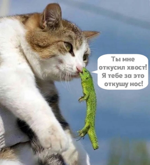 Подборка картинок к котовторнику