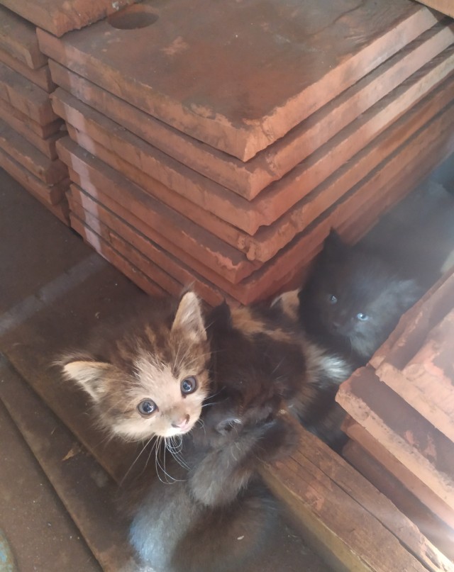 Котовторник. Цеховые