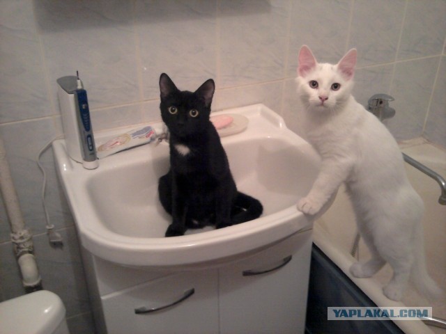 Котовторник  30.07.2013