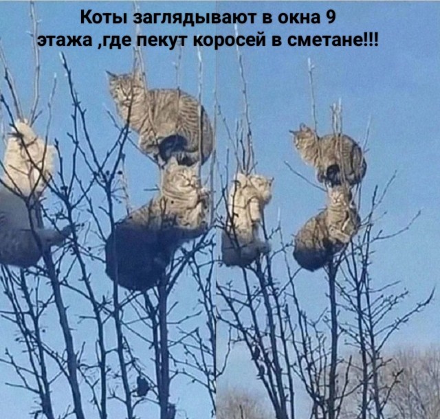 Мужская кулинария. Караси в сметане
