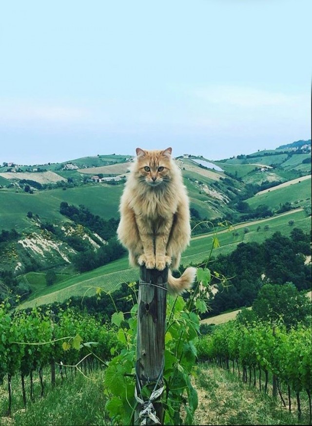 Завтра же котовторник