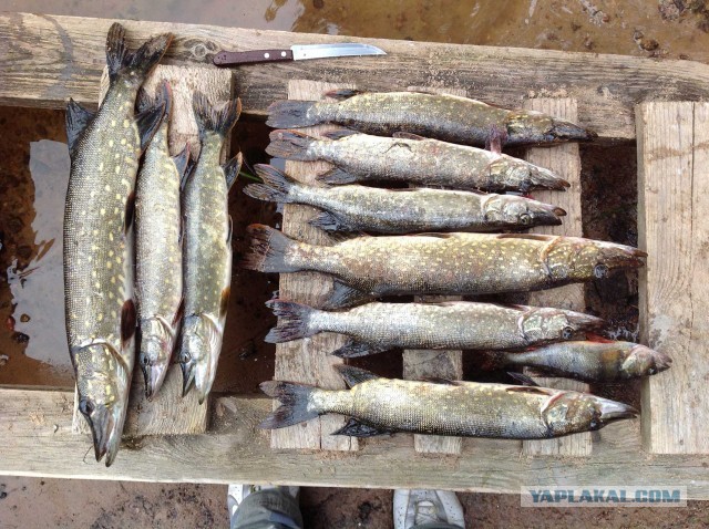 Рыбалки пост