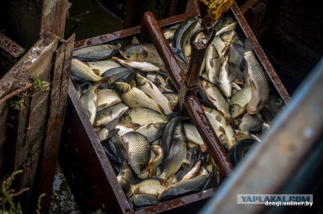 Ловцы грез: репортаж из белорусского рыбхоза