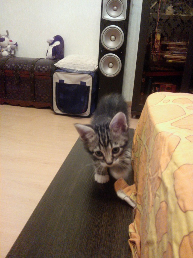 Котовторник   17.12.2013