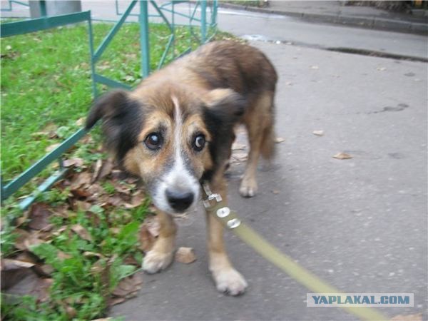 Спасенные собаки