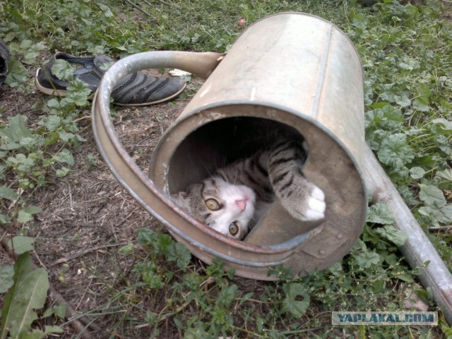 Котовторник 21.10.2014