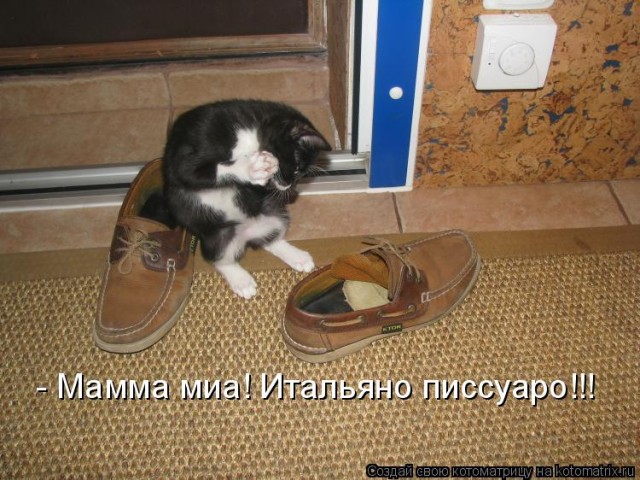 Восприятие кошек