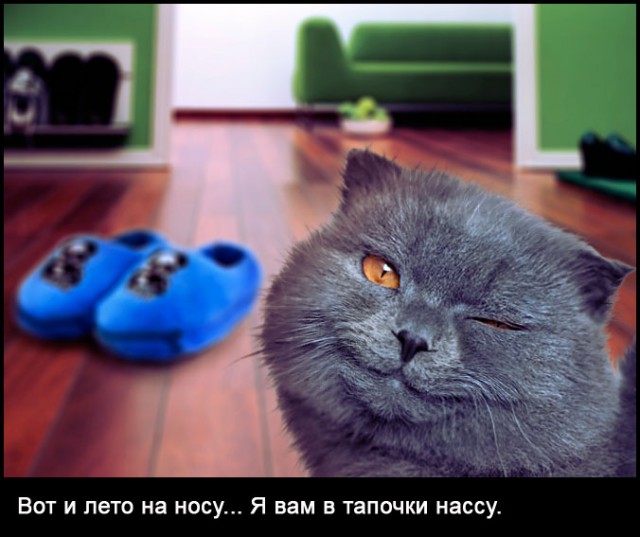 Даешь каждому коту по ботинку!