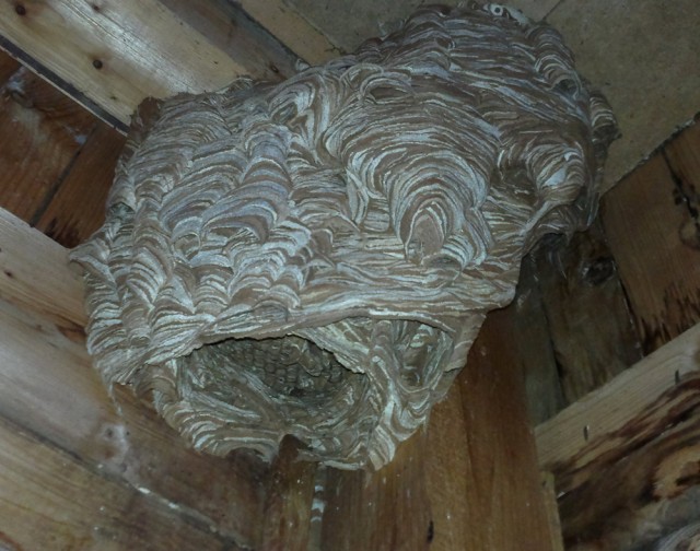 Коттедж опасных соседей