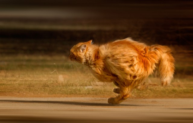 Опасный котэ