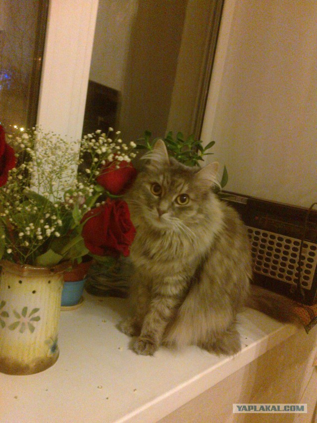 Котооо-о-о-вторник
