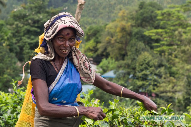 Самостоятельное путешествие в Шри-Ланку