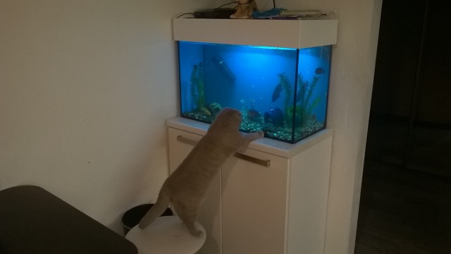 Котовторник