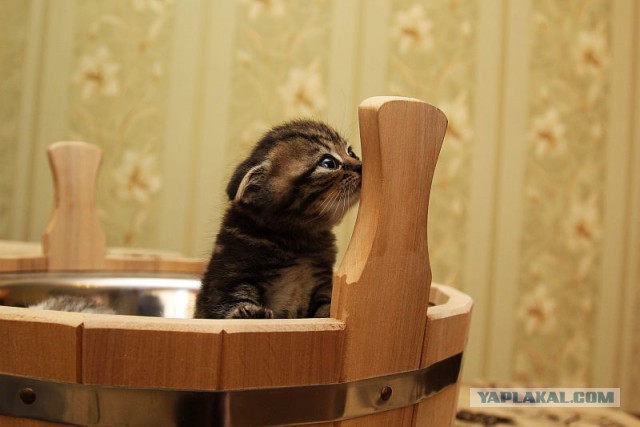 Котовторник