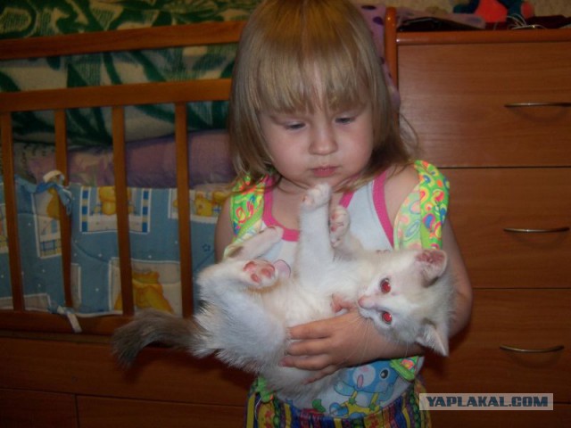 Наш любимый Семёша покинул нас сегодня(((