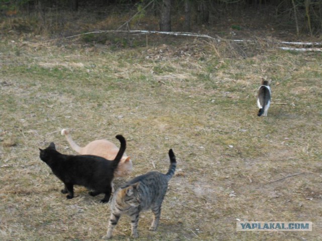 Жизнь домашнего приюта для котеек 108