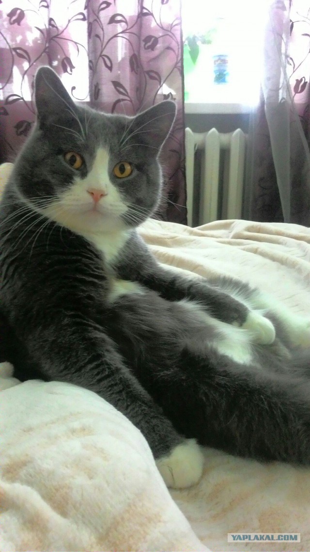 Ваши фотки котов на телефон