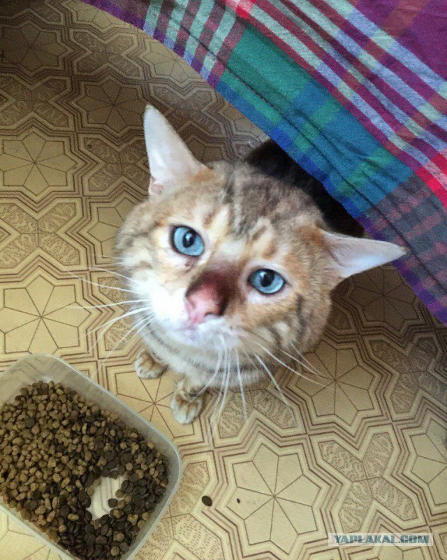 Итак, вы стали котом на 1 час.